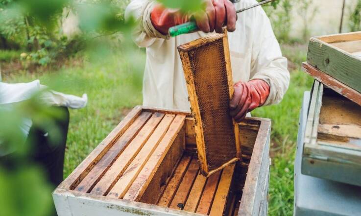 Skuteczne zwalczanie os i szerszeni – rola profesjonalnych firm