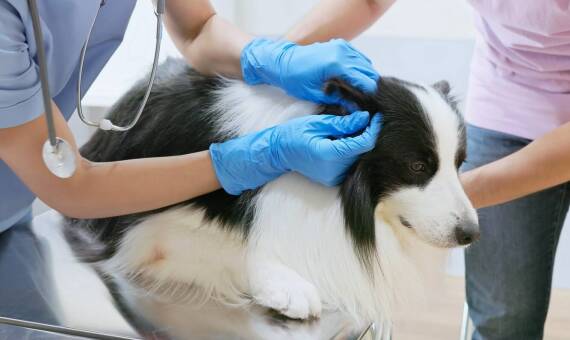 Dlaczego regularne kontrole są ważne dla zwierząt z zaburzeniami hormonalnymi?