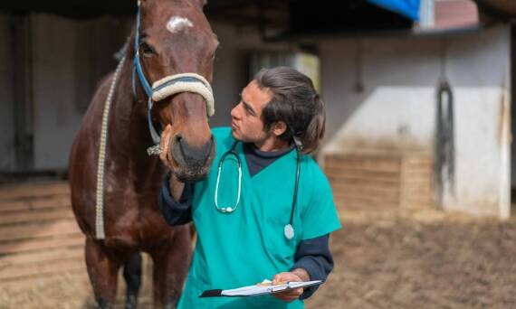 Jak badania laboratoryjne wspierają przygotowanie do odbioru porodów koni?