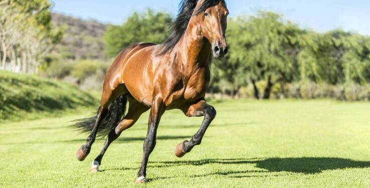 Jaką funkcję pełnią derki?