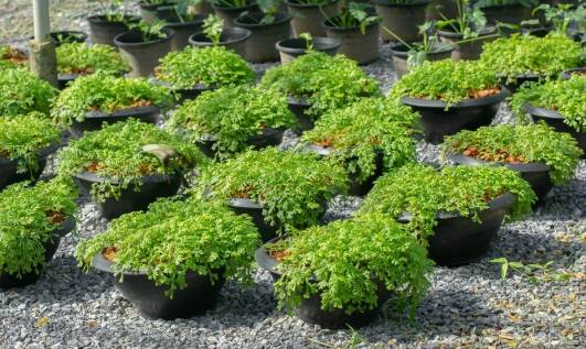 Jak donice betonowe wpływają na mikroklimat ogrodu?