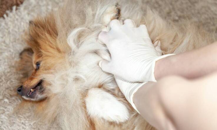 Chipowanie zwierząt w "Gabinecie weterynaryjnym Konstancin Jeziorna" – bezpieczeństwo Twojego pupila