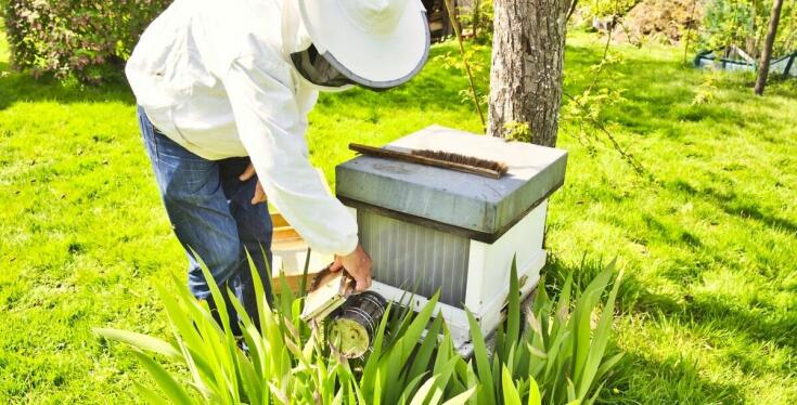 Jakie przybory pszczelarskie ułatwiają pracę w trudnych warunkach klimatycznych?