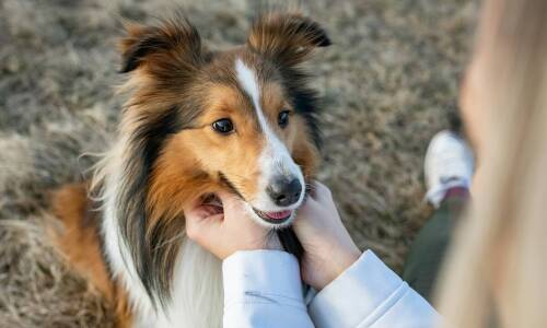 Wybór szelek step-in dla psa: na co zwrócić uwagę?