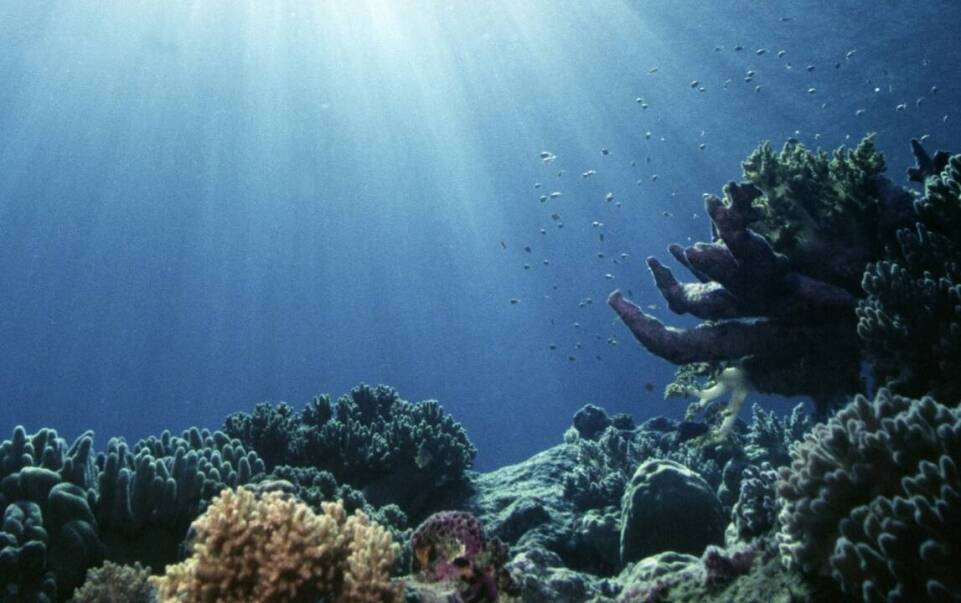 Jak kursy nurkowe wspierają rozwój osobisty i zawodowy uczestników?