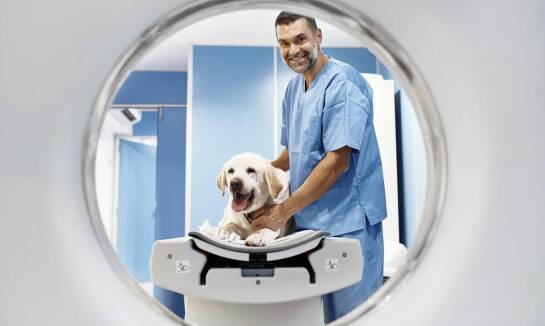 Jakie są korzyści z kompleksowej diagnostyki zwierząt dla właścicieli?