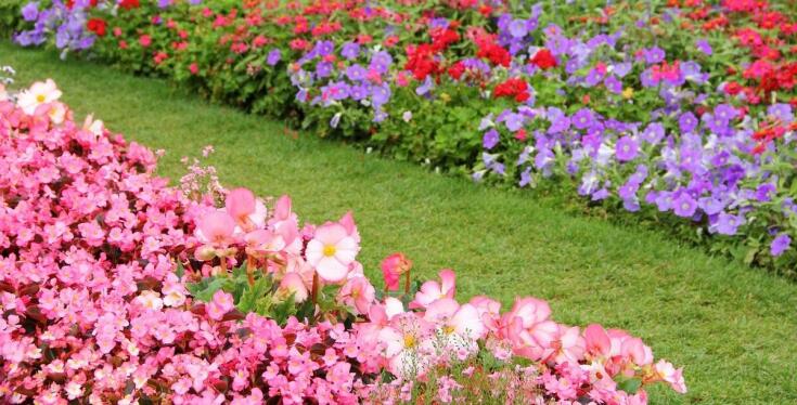 Jakie są najlepsze odmiany róży rabatowej do ogrodu?