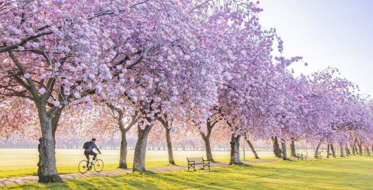 Wiśnie a bioróżnorodność ogrodu: jakie korzyści przynoszą?