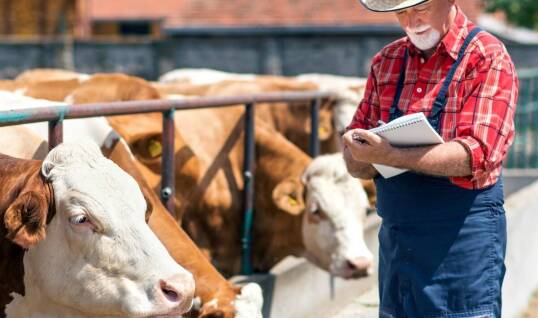 Dlaczego warto wybrać lokalny skup bydła w warmirsko-mazurskim?