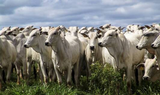 Proces skupu bydła w pomorskim: Od oferty do finalizacji transakcji