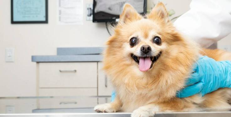 Profesjonalna opieka weterynaryjna dla zwierząt z chorobami żołądkowo-jelitowymi