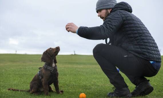 Jak mobilne usługi szkoleniowe dostosowują się do indywidualnych potrzeb psa?