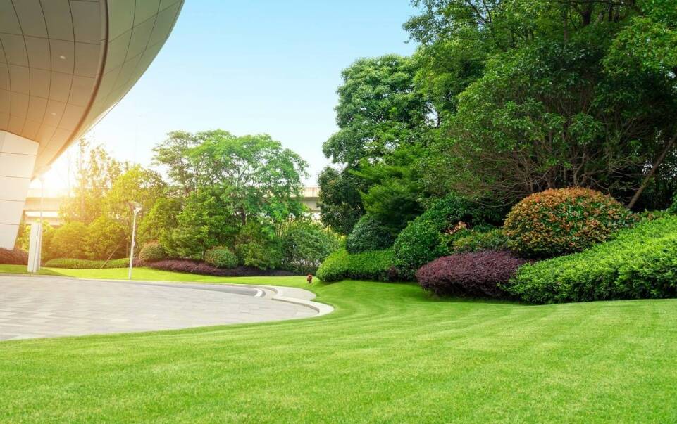 Jakie drzewa do nasadzeń miejskich oferuje nasza szkółka?