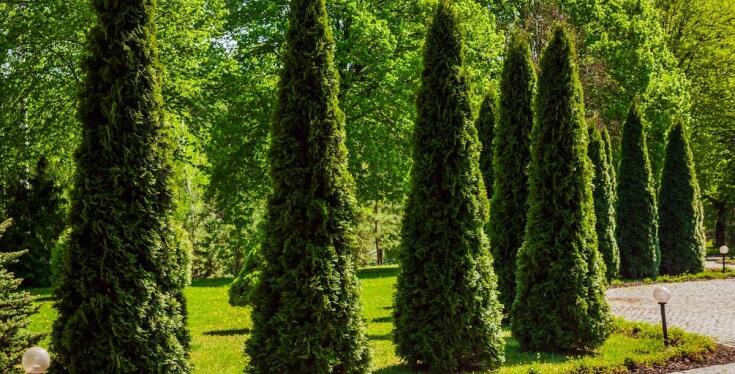 Najnowsze trendy w doborze drzew alejowych dla przestrzeni publicznych