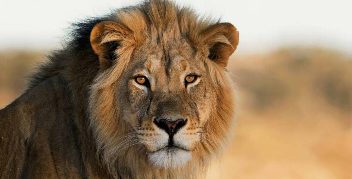 Niezapomniane doświadczenia podczas wycieczki do Namibii: co warto zobaczyć?