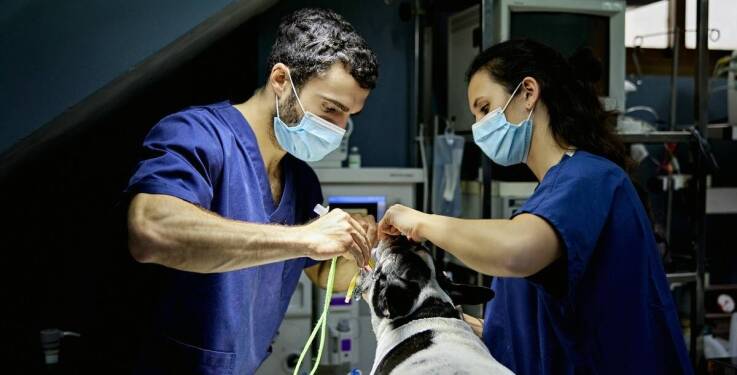 Okulistyka weterynaryjna: najnowsze osiągnięcia i technologie