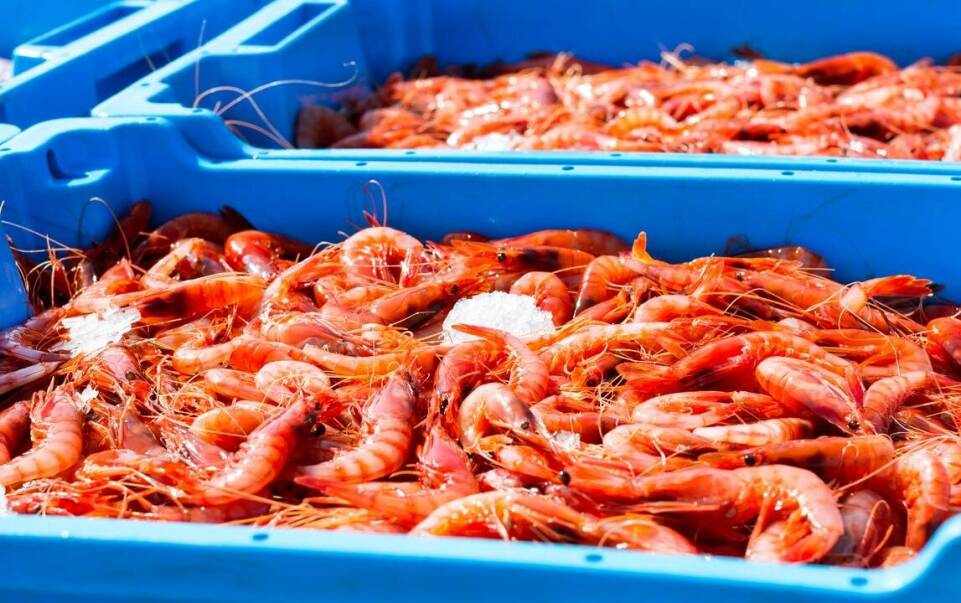 Jak skrzynki drewniane wspierają dystrybucję ryb?