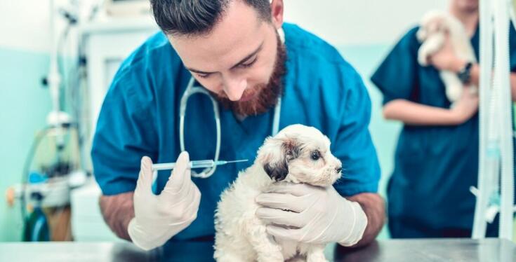 Rola sterylizacji w kontrolowaniu populacji bezdomnych zwierząt