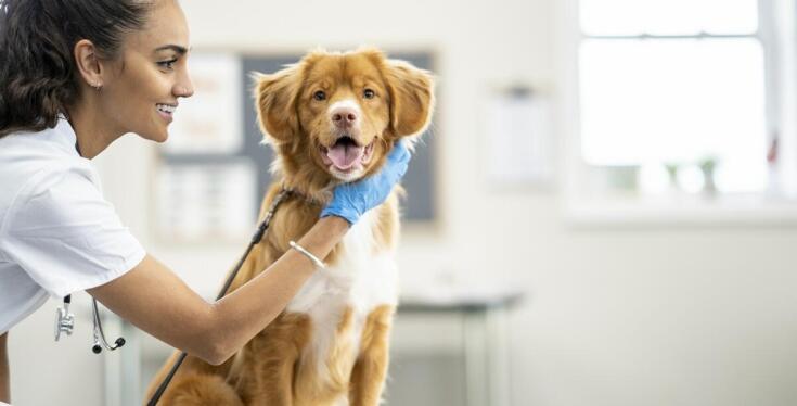 Zalety regularnych wizyt w klinice weterynaryjnej w Poznaniu dla psów i kotów