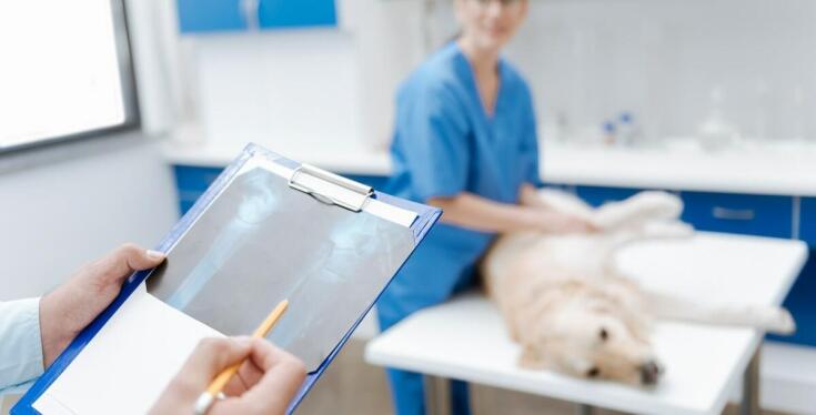 Rola nowoczesnych urządzeń w diagnostyce ortopedycznej weterynaryjnej