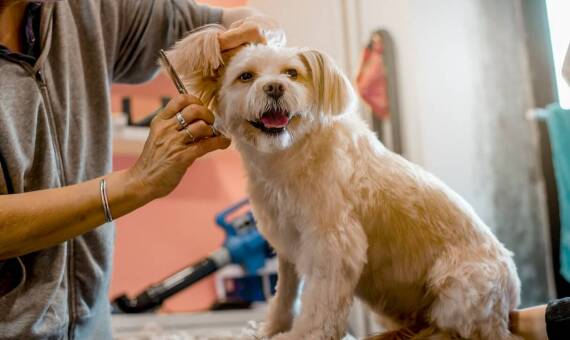W jaki sposób warszawski hotel dla kotów zapewnia stały nadzór nad gośćmi?