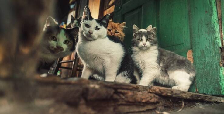 W jaki sposób programy sterylizacji i kastracji pomagają zmniejszyć bezdomność psów?