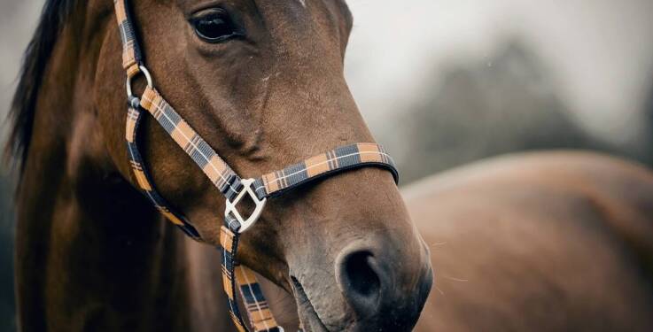 Pensjonat dla koni: Korzyści z życia na dużych przestrzeniach