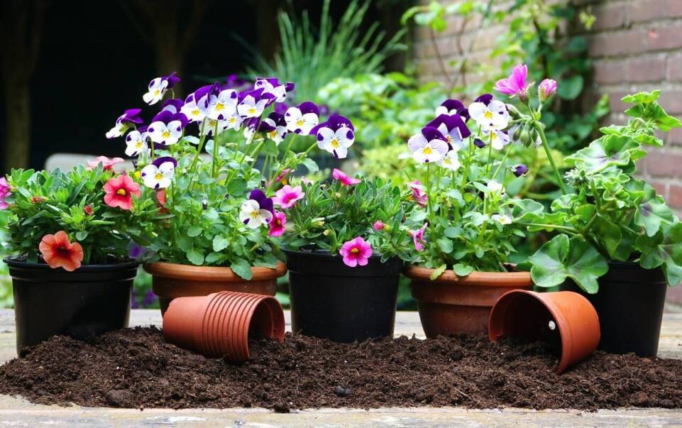 Przegląd nawozów ekologicznych dostępnych w sklepie ogrodniczym