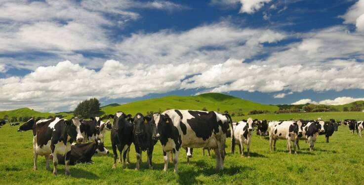 Ubój jagniąt a dobrostan zwierząt – jakie działania podejmujemy?