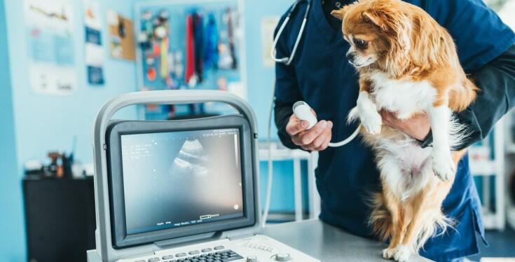 Jak ortopedia weterynaryjna pomaga w leczeniu urazów u małych zwierząt?