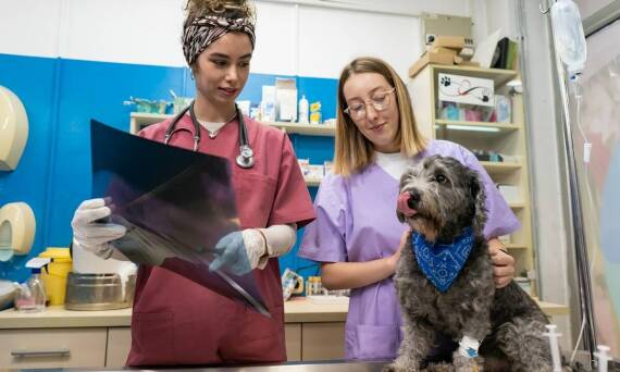 Stomatologia weterynaryjna w Łodzi: dlaczego warto zaufać specjalistom?