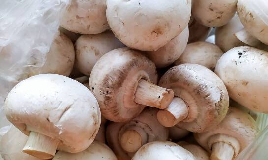 Jak nasze technologie produkcji wpływają na jakość grzybów?