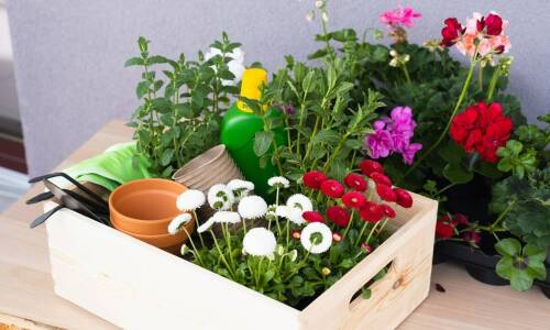 Wybór idealnego growboxa dla początkujących ogrodników domowych