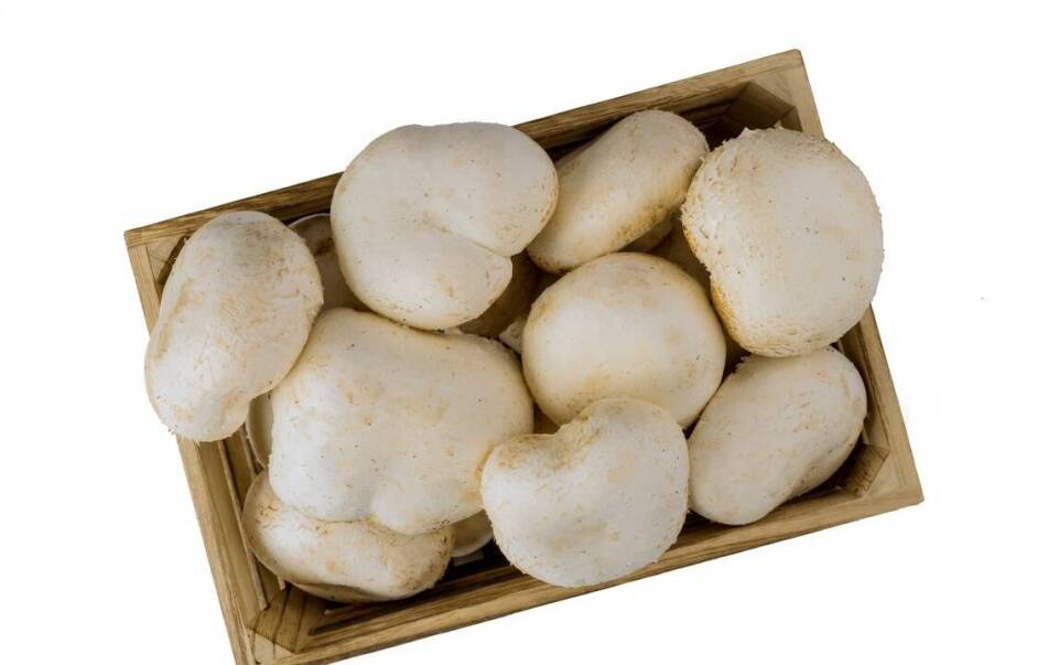 Jak logistyka wpływa na końcową cenę pieczarki w skupie?