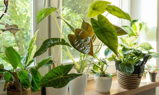 Wykorzystanie donic dekoracyjnych w przestrzeniach komercyjnych