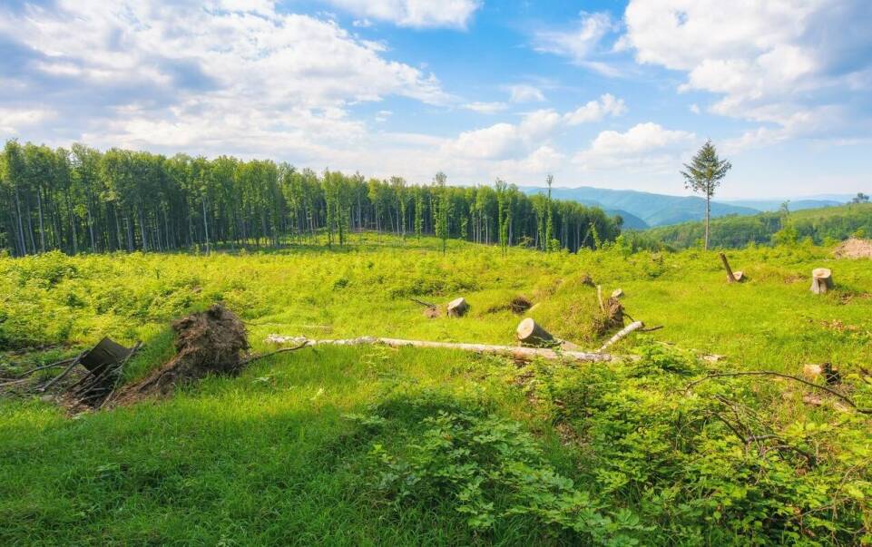 Jakie są zalety frezowania pni w porównaniu do karczowania?