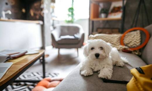 Różnorodność zajęć w psim przedszkolu – co oferują profesjonalne ośrodki?