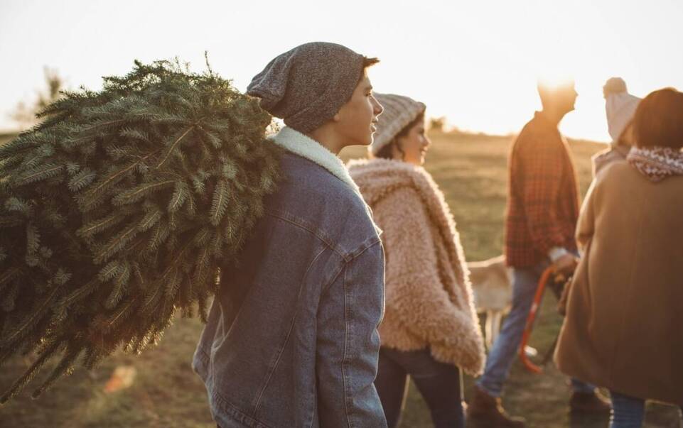 Wybór dostawcy choinek ciętych hurtowo – kluczowe czynniki decyzyjne