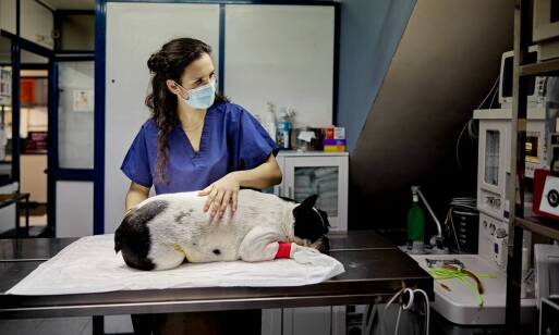 Jak Weterynarz Sosnowiec pomaga w opiece nad starszymi zwierzętami?