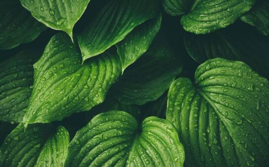 Zrównoważony rozwój a geosmina w przemyśle perfumeryjnym