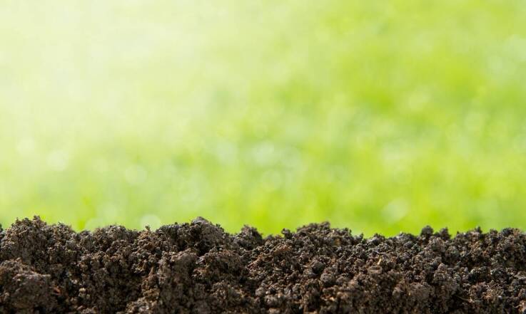 Jakie zagrożenia niesie ze sobą obecność kretów na posesji?