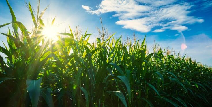 Jakie nawozy stosować do uprawy kukurydzy kokuna?