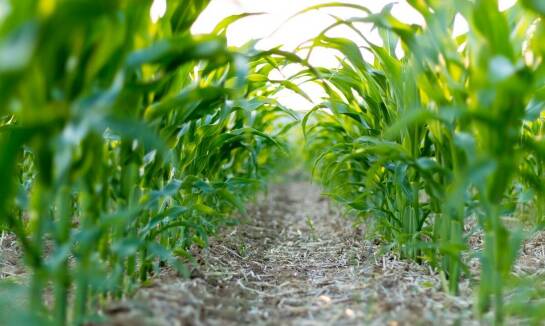 Jakie są trendy i innowacje w uprawie kukurydzy wczesnej?