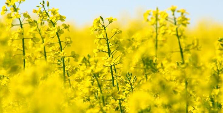 Wpływ nasion rzepaku na zdrowie i wzrost roślin