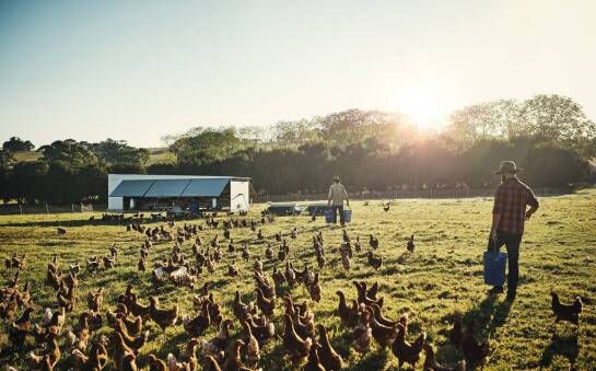 Jak lokalne warunki wpływają na wybór rasy kur w hodowli