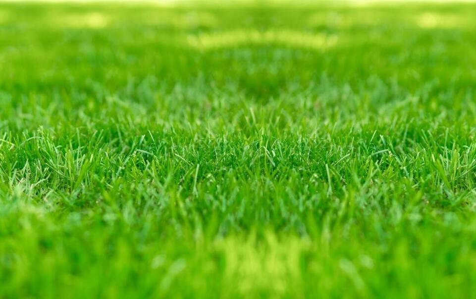 Ekologiczne alternatywy dla tradycyjnych woreczków na psie odchody