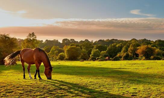 Szkolenie jeździeckie oparte na zrozumieniu koni: Kluczowe zasady