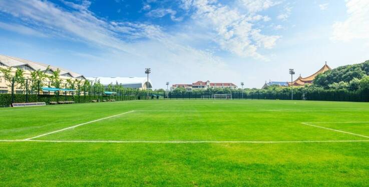 Jak mieszanki nasion trawy sportowej mogą zwiększyć odporność murawy na choroby?