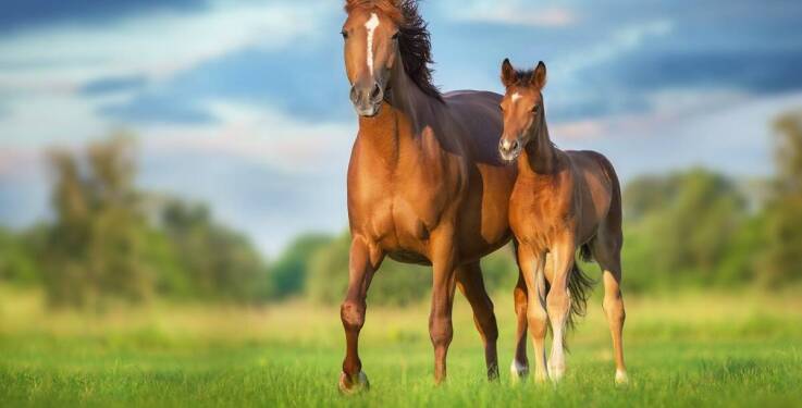 Jakie cechy wyróżniają rasę konik wielkopolski?