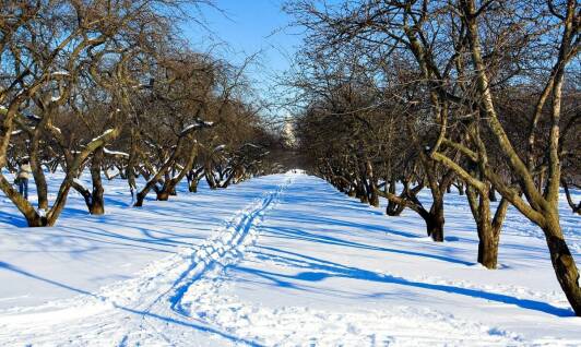 Jakie są najlepsze lokalizacje do posadzenia jabłoni Champion?